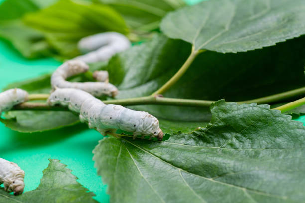 Group of silkworms eating mulberry leaves.