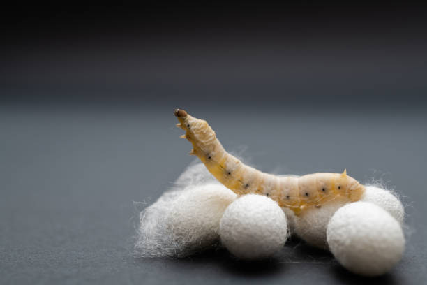 istock Silkworm and silkworm coocoons on black background 2185608237