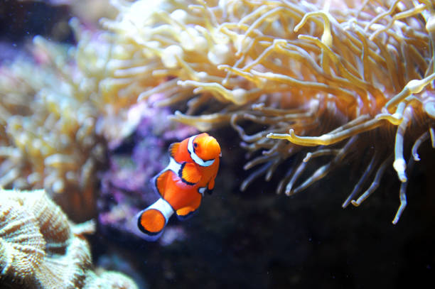 istock red clown fish in the coral reef 2185608444