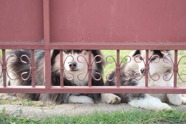 istock Curious and adorable dogs playfully peeking through the gate with joyful expressions 2185608622