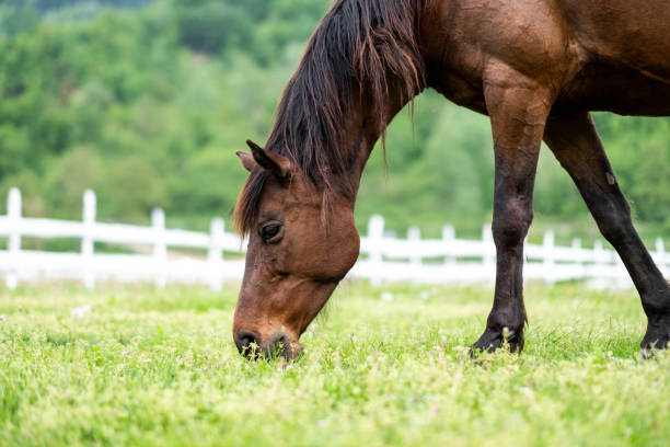 istock horse is eating grass in a meadow 2185608863
