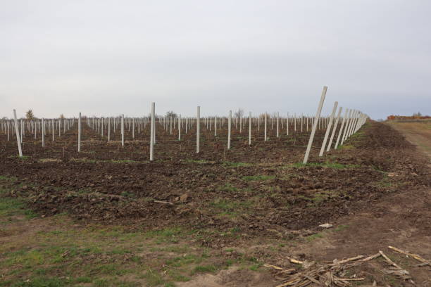 istock The beautiful Vineyard Landscape showcases Posts and Plowed Ground for cultivation 2185608880