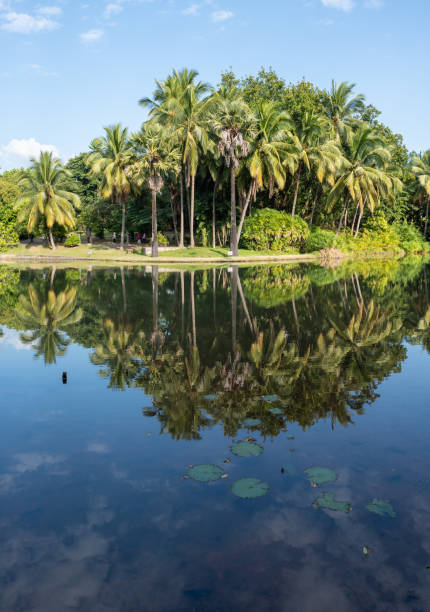 A quiet tropical lake, with coconut trees and blue sky reflected on its surface. A blue-purple water lily floats quietly in the lake, showing the tranquility and beauty of tropical nature.