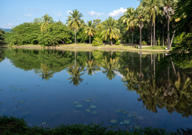 A quiet tropical lake, with coconut trees and blue sky reflected on its surface. A blue-purple water lily floats quietly in the lake, showing the tranquility and beauty of tropical nature.