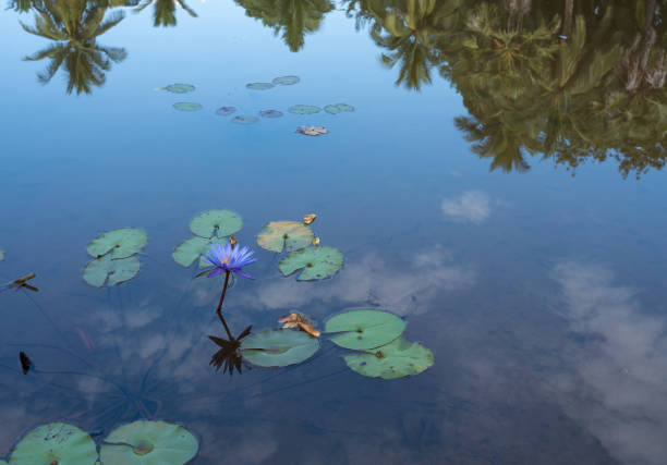The sacred lotus (Nelumbo nucifera) is native to South and Southeast Asia, with a natural range covering India, Sri Lanka, southern China, Indochina, and parts of Indonesia.