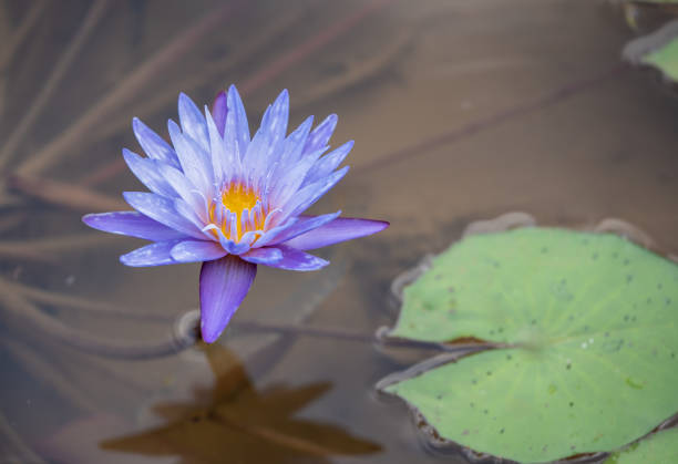 The water lilies stand tall above the surface of the pond, with lush green lily pads floating around them and sunlight shining on the water, creating a fresh and natural atmosphere.