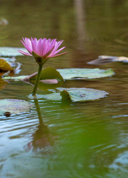 The water lilies stand tall above the surface of the pond, with lush green lily pads floating around them and sunlight shining on the water, creating a fresh and natural atmosphere.