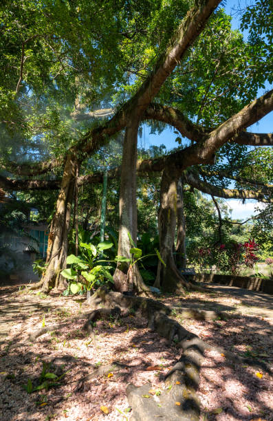 Botanic Nature