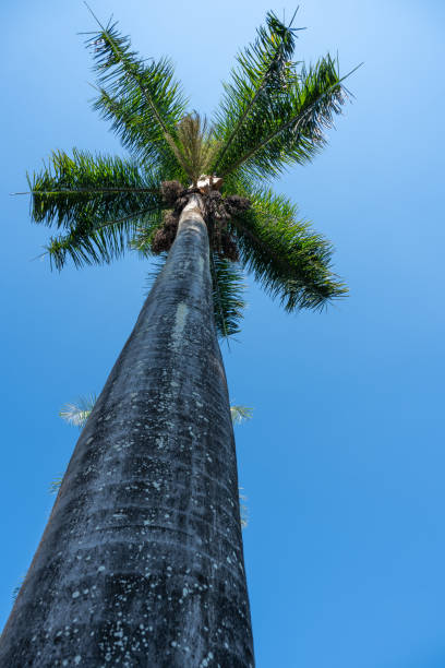 istock Looking up at the tall betel nut trees and the blue sky 2185610739