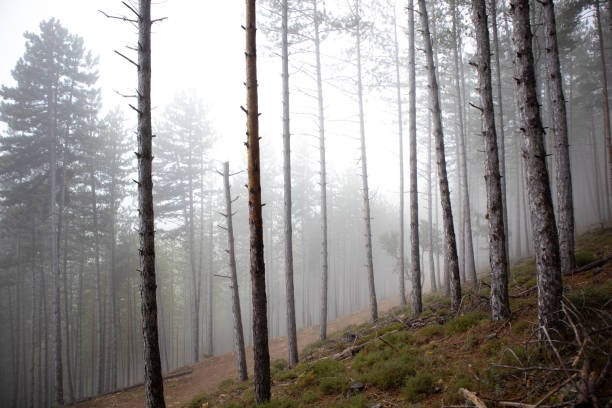 istock Fog entering coniferous forest creating a mystical atmosphere 2185613605