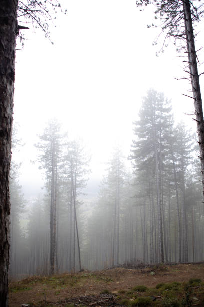 Dense fog creeping into a coniferous forest, creating a mystical and atmospheric scene