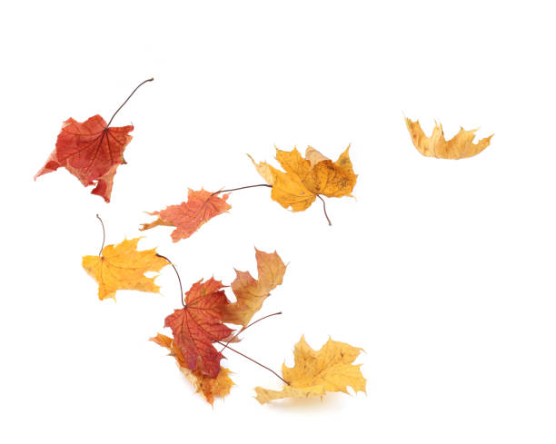 istock Autumn leaves flying isolated on white background. 2185613876