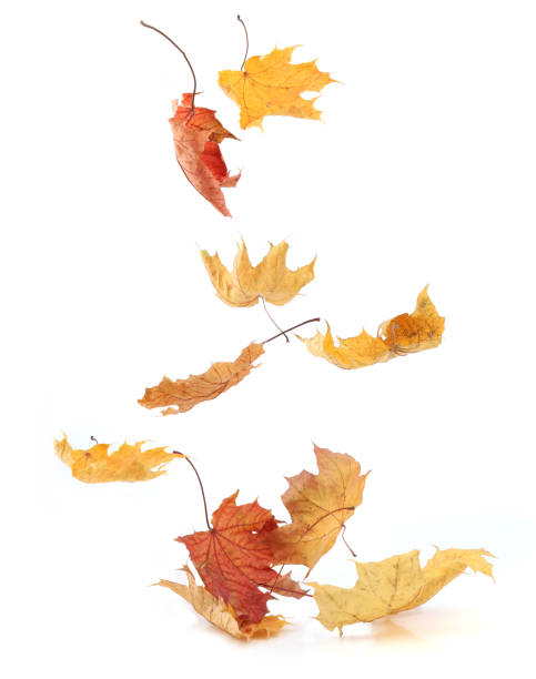 istock Autumn leaves flying isolated on white background. 2185613890