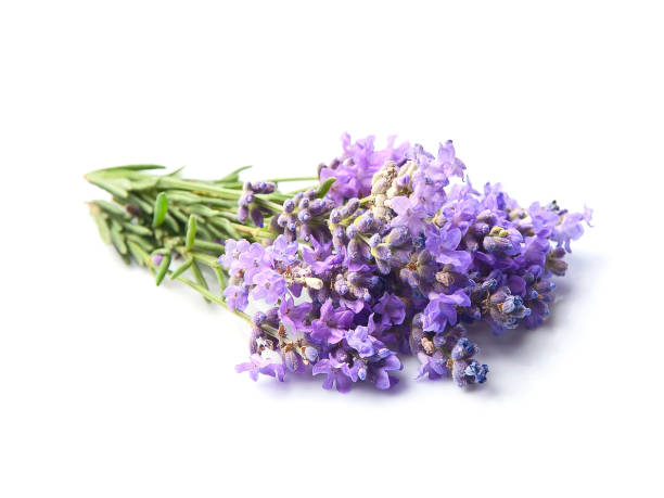 istock Twig lavender flowers 2185615109