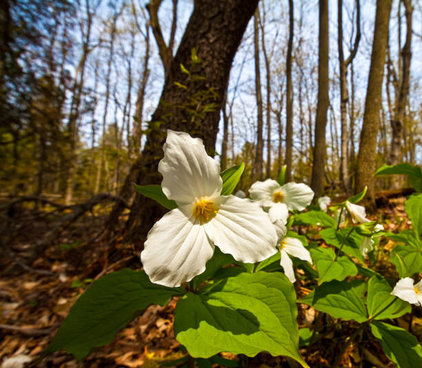 White Trillium on The Forest Floor, Door Bluff Headlands County Park, Ellison, Wisconsin, USA