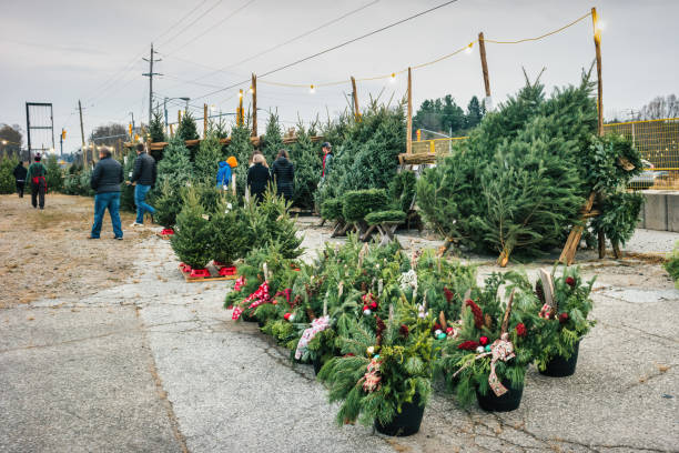 People shop for Christmas trees at a Christmas tree market near Cookstown, Ontario, Canada on a cloudy day.