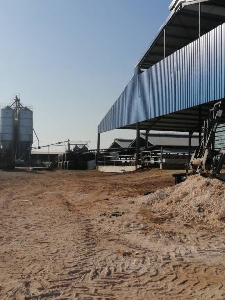 Dairy farm, cattle breeding, agriculture.