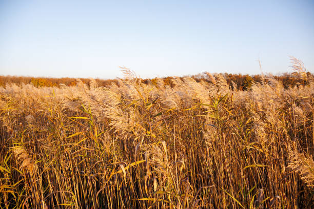Reeds on the lake shore