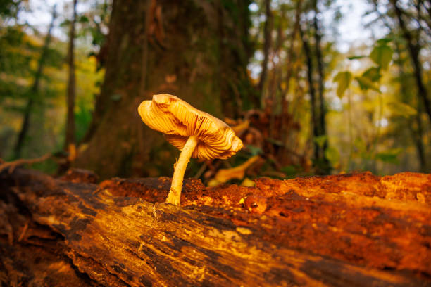 Mushrooms Growing in the Forest in Autumn
