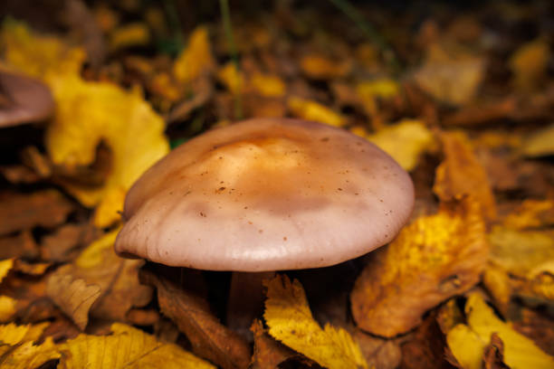 Mushrooms Growing in the Forest in Autumn
