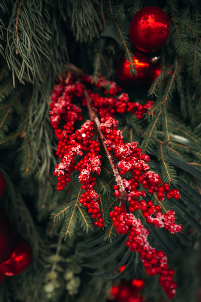 istock Red berries and fresh spruce branches, winter natural background for Christmas 2185618704