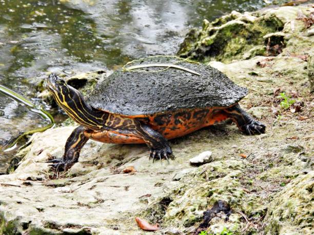 istock Florida Red-bellied Cooter (Pseudemys rubriventris) - resting on a rock 2185619808