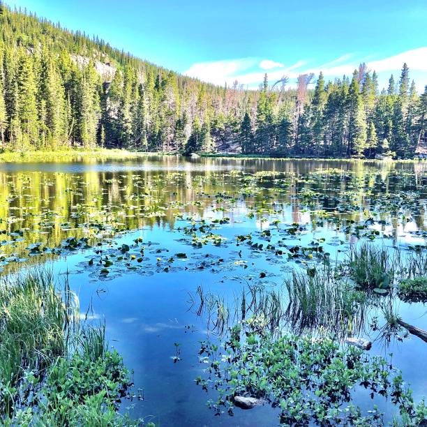 Mountain lake with Lilly pads Serene blue lake in Rocky Mountains with lily pads. Surrounded by pine trees under bluish sky with clouds lily lake rocky mountains colorado stock pictures, royalty-free photos & images