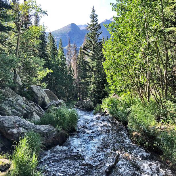 Fast running river in Rocky Mountains with pine trees and aspen and willow at rivers edge. Rocky Mountains in background.