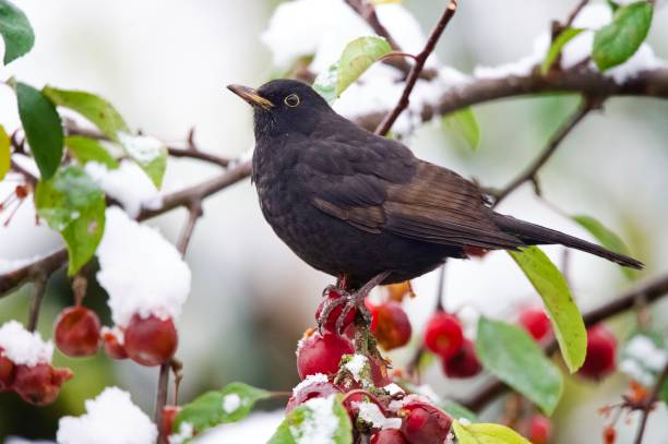 istock Blackbird perched in snow covered branches surrounded by  red crab apples 2185620479