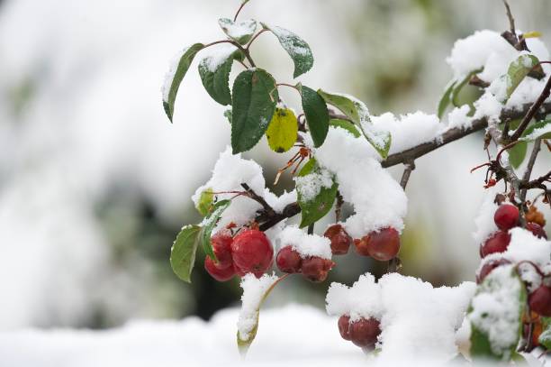 istock Red berries crab apple fruit on branches covered in white snow 2185620527