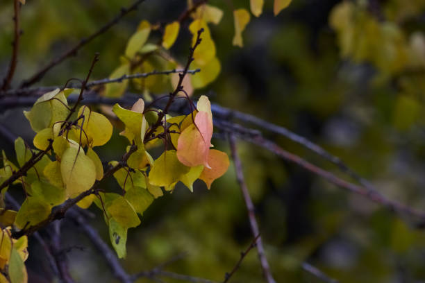 Leaves on tree branches sparkle with golden hues in the sunlight.