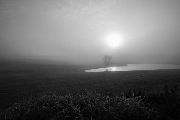 Foggy sunrise over a tree and pond in November with copy space