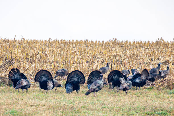 istock Wild turkys (Meleagris gallopavo) struting in autumn next to a cornfield 2185622423