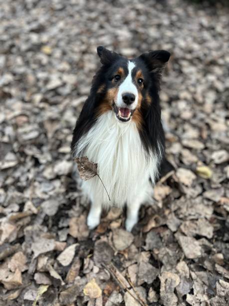 istock Sheltie Sheep Dog on Dog Run 2185622876