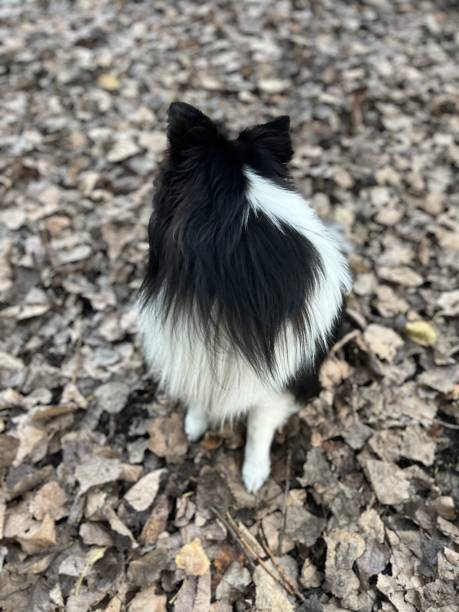istock Sheltie Sheep Dog on Dog Run 2185622878