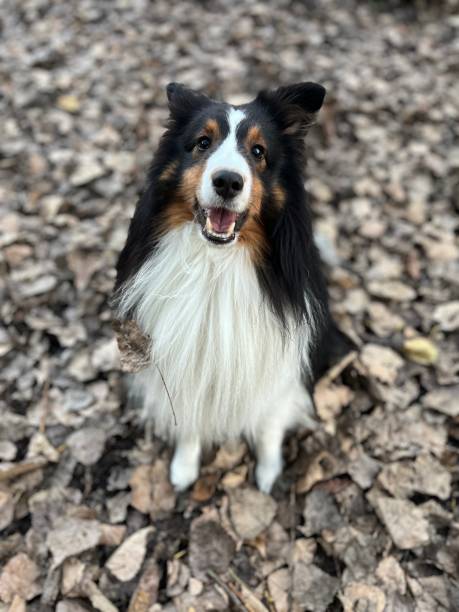 istock Sheltie Sheep Dog on Dog Run 2185622881