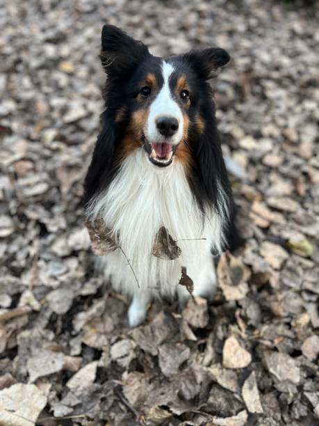 istock Sheltie Sheep Dog on Dog Run 2185622897
