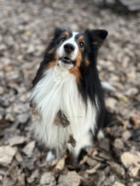 istock Sheltie Sheep Dog on Dog Run 2185622929