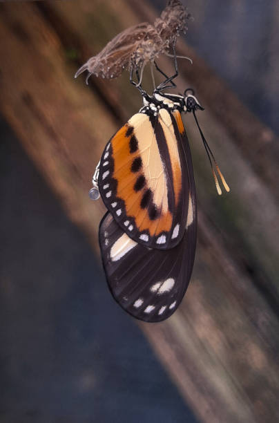 istock Orange and Black Butterfly Resting on Chrysalis with Fluid Release 2185623423