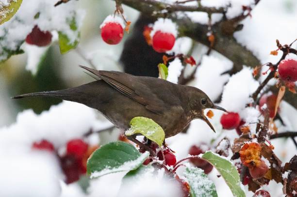 istock Blackbird perched in snow covered branches surrounded by  red crab apples 2185623455