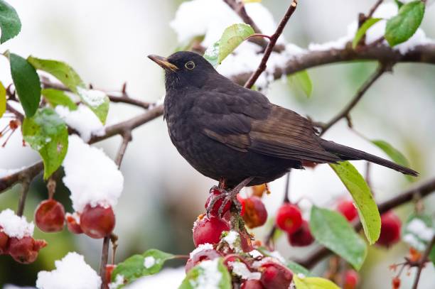 istock Blackbird perched in snow covered branches surrounded by  red crab apples 2185623527