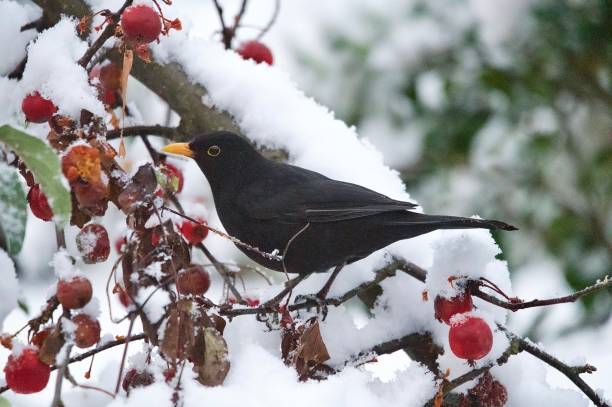 istock Blackbird perched in snow covered branches surrounded by  red crab apples 2185623580
