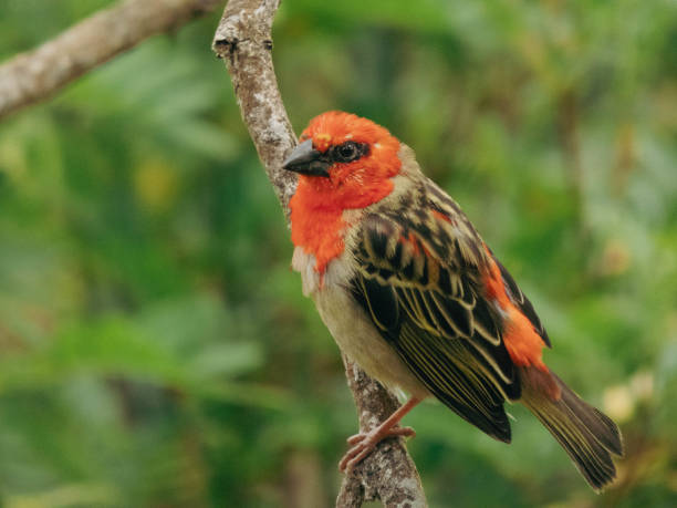 istock Flamboyant Weaver Bird in the Wild 2185624026