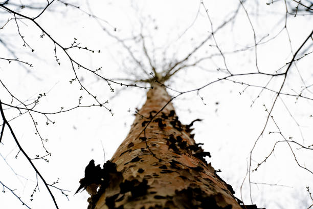 American Sycamore displaying Red Bark Phenomenon and spicebush branches against the sky.