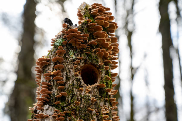 Tree trunk with circular cavity, and covered with stereum fungus and moss.