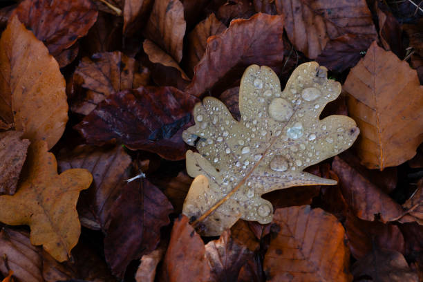 November 17, 2024: Beautiful leaf with droplets of rain laying on the forest floor