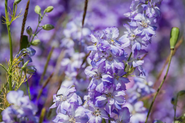 istock beautiful flowers growing on Confetti fields 2185624938