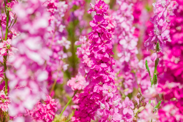 istock beautiful flowers growing on Confetti fields 2185625084