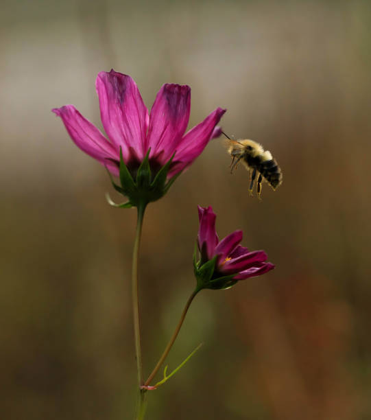 Horizontal extreme closeup photo of a striped bee gathering pollen and nectar on the vibrant yellow flower of a Jerusalem artichoke plant on a sunny day in Summer. Soft focus background. New England high country near Armidale, NSW