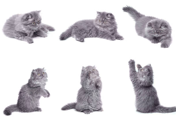 Fluffy Gray Kitten in Various Poses on White Background.